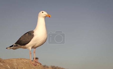 Photo for Larus marinus gull seabird standing on rock sky background, copy space. - Royalty Free Image