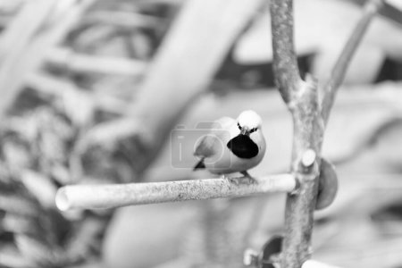 Photo for Small songbird perching bird sitting on branch on blurry wild nature natural background. - Royalty Free Image