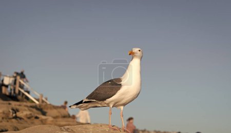 Photo for Seagull bird with white head and dark grey wings plumage standing on rock sky background. - Royalty Free Image