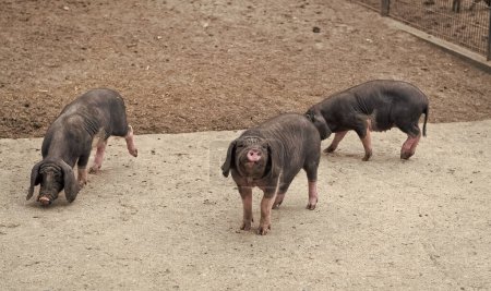 Téléchargez les photos : Family of black domestic Meishan pigs at pigsty. - en image libre de droit