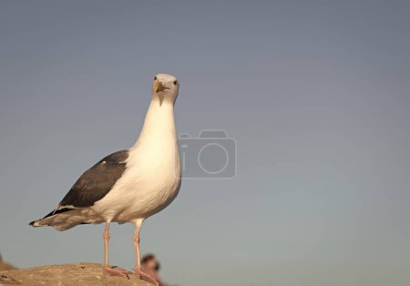 Foto de Seagull with white head and dark grey wings plumage standing on rock sky background, copy space. - Imagen libre de derechos