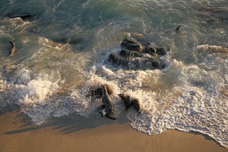 Foto de Números de focas salvajes nadando en olas marinas. - Imagen libre de derechos