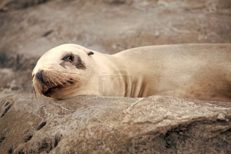 Foto de Foca orejera mamífero marino acostado en roca. - Imagen libre de derechos