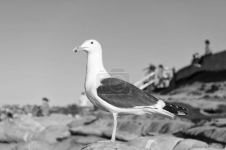 Téléchargez les photos : Oiseau de mouette au plumage blanc et gris debout sur fond naturel rocheux. - en image libre de droit
