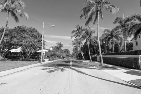 Photo for Empty road with marking lines and palm trees on avenue. - Royalty Free Image