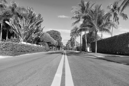 Photo for Empty route with yellow marking and palm trees on avenue. - Royalty Free Image