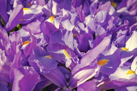 Foto de Iris flower background. iris flower background purple color. spring iris flower background. photo fo iris flower background. - Imagen libre de derechos