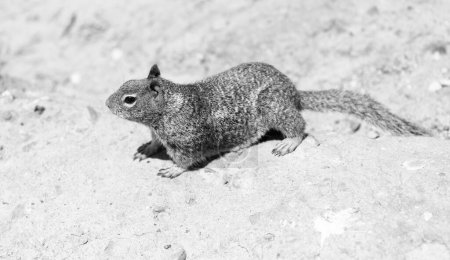 Foto de Wild ground squirrel rodent marmotini animal on rocky soil. - Imagen libre de derechos