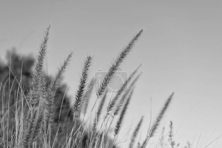 Photo for Dry grass spikelets growing on field sky background. - Royalty Free Image