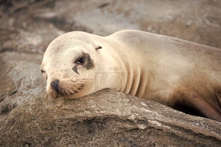 Foto de Eared seal otariidae marine mammal animal lying on rock. - Imagen libre de derechos