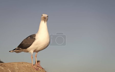 Photo for Larus marinus gull bird standing on rock sky background, copy space. - Royalty Free Image