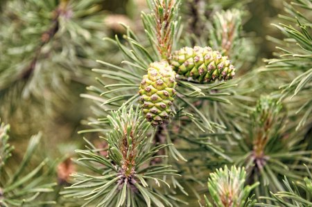 Photo for Pine tree branches with female conifer pinecones. - Royalty Free Image