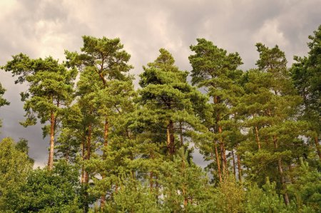 Foto de Pinos altos que crecen en la naturaleza del bosque de coníferas, pinos. - Imagen libre de derechos