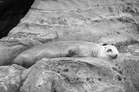 Foto de True seal marine mammal animal lying on rock. - Imagen libre de derechos