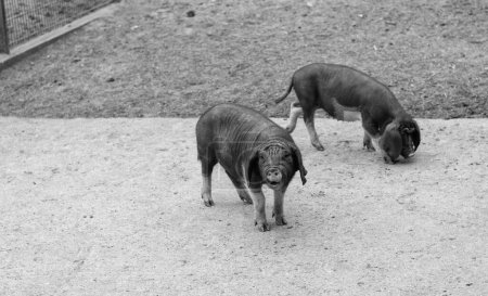 Téléchargez les photos : Porcs Meishan domestiques noirs porcs à l'enclos porcin. - en image libre de droit
