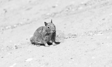 Foto de Fluffy ground-squirrel rodent animal sitting on rocky soil. - Imagen libre de derechos