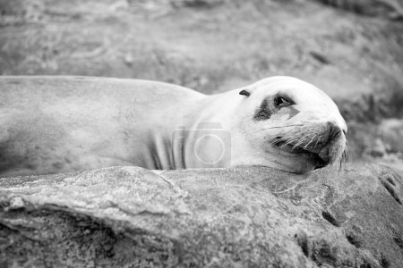 Foto de Eared seal marine mammal animal lying on rock. - Imagen libre de derechos