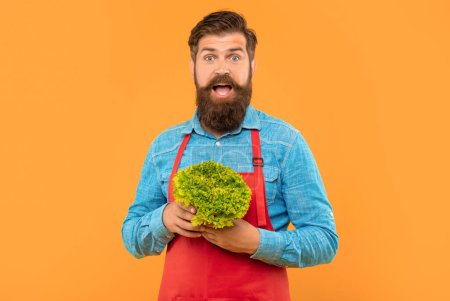 Photo for Surprised man in apron holding fresh leaf lettuce yellow background, greengrocers. - Royalty Free Image