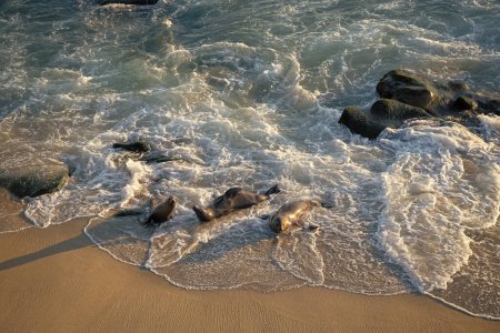 Foto de Wild seals marine mammal animals swimming in sea waves. - Imagen libre de derechos