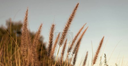 Photo for Plant of dry spikelets closeup growing on grassland. - Royalty Free Image