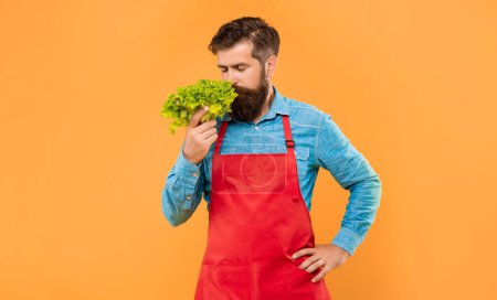 Photo for Man in apron smelling fresh leaf lettuce yellow background, greengrocer. - Royalty Free Image