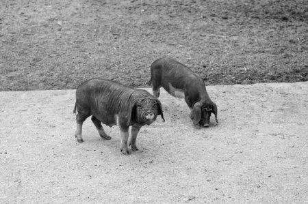 Téléchargez les photos : Black domestic Meishan pigs swines at swinery. - en image libre de droit
