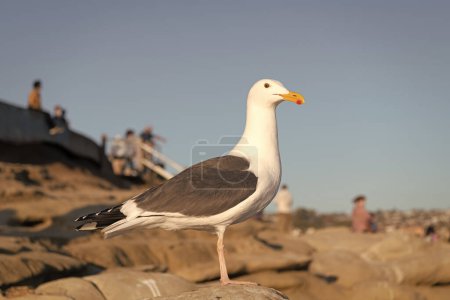 Photo for Seagull bird with white and grey plumage standing on rock natural background. - Royalty Free Image