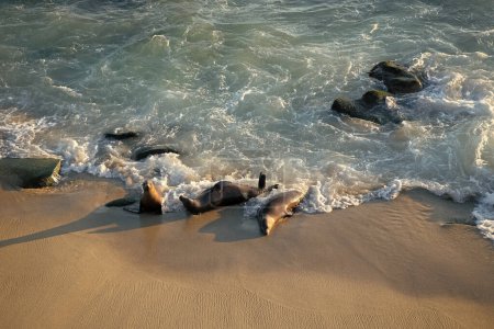 Foto de Focas silvestres mamíferos marinos que descansan en la orilla del mar. - Imagen libre de derechos