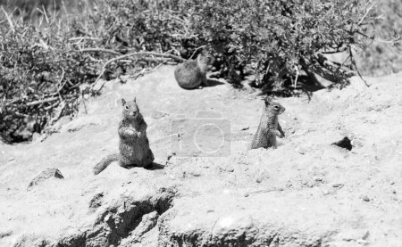 Téléchargez les photos : Écureuils terrestres sauvages rongeurs marmotini animaux dans l'habitat naturel. - en image libre de droit