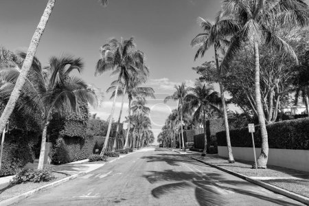 Photo for Empty road with line marking and palm trees on avenue. - Royalty Free Image