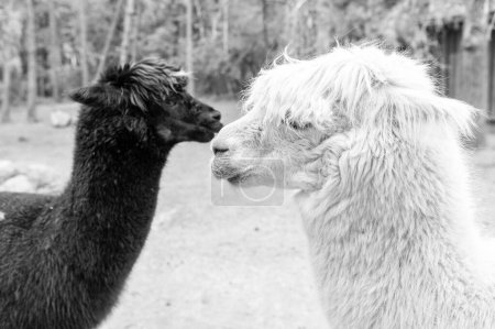 Foto de Black and white llamas lama glamas natural background. - Imagen libre de derechos