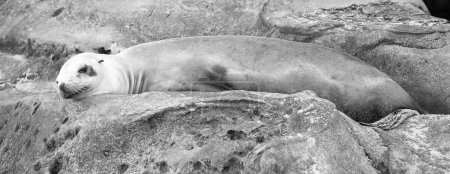 Foto de Foca de piel animal mamífero marino acostado en roca. - Imagen libre de derechos