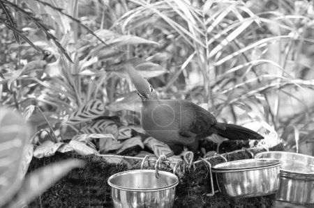 Téléchargez les photos : Oiseau exotique tauraco avec plume verte manger. oiseau exotique tauraco en plein air. photo de tauraco exotique oiseau dans la nature. oiseau exotique tauraco dans la faune. - en image libre de droit
