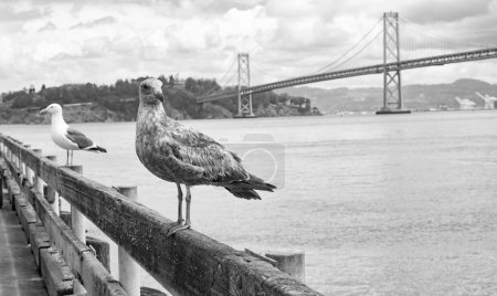 Téléchargez les photos : Mouettes ou goélands marins oiseaux sur parapet au pont, espace de copie. - en image libre de droit