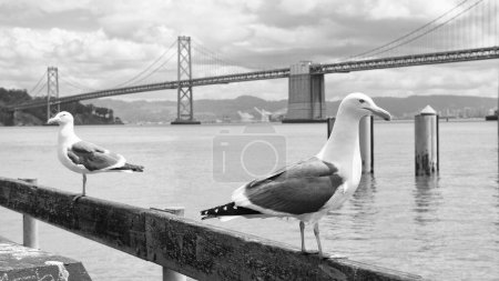 Téléchargez les photos : Mouettes ou goélands marins oiseaux sur parapet au pont. - en image libre de droit