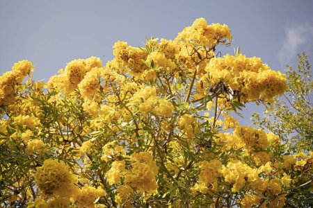 Photo for Tabebuia tree in blossom. Tree top blossoming. Blooming treetop yellow flowers on blue sky. Flowering plant. Spring bloom. - Royalty Free Image