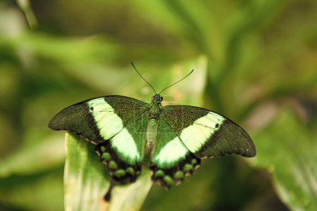 Photo for Green papilio palinurus butterfly with open wings on blurry nature natural background. - Royalty Free Image