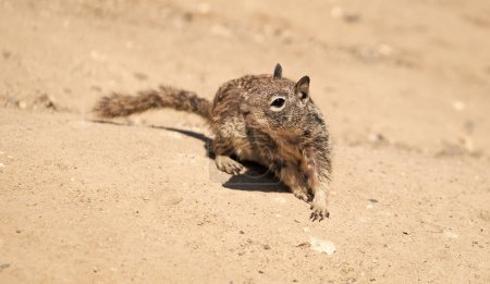 Téléchargez les photos : Fluffy ground squirrel rodent marmotini animal in natural habitat. - en image libre de droit