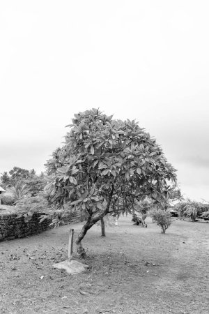 cerbera mangue ou mangue de mer arbre exotique. cerbera manghas arbre exotique. cerbera manghas arbre en plein air. photo de cerbera manghas plante exotique.