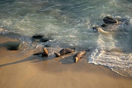 Foto de Wild seals marine mammal animals resting on sea coast. - Imagen libre de derechos