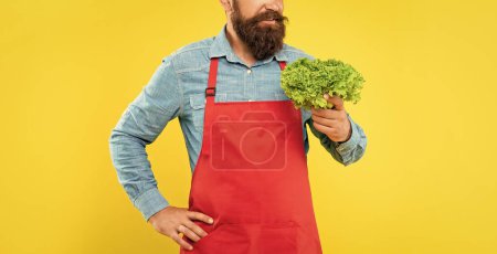 Photo for Happy man crop view in red apron holding fresh leaf lettuce yellow background, greengrocers. - Royalty Free Image