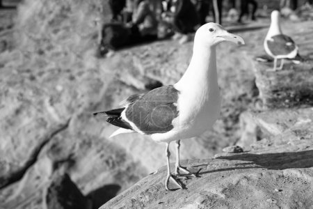 Foto de White-headed herring gull bird standing on rocks. - Imagen libre de derechos