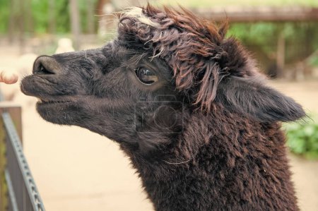Foto de Black llama glama muzzle natural background outdoors. - Imagen libre de derechos