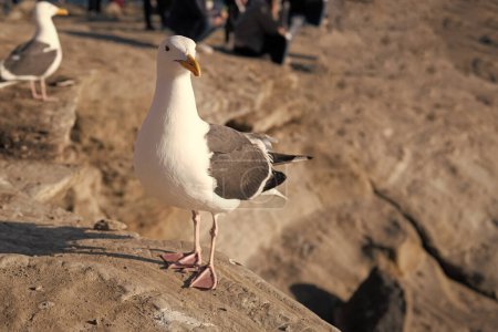 Foto de White-headed herring gull seabird standing on rocks. - Imagen libre de derechos