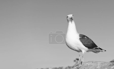 Foto de Great black-backed gull bird standing on rock sky background, copy space. - Imagen libre de derechos