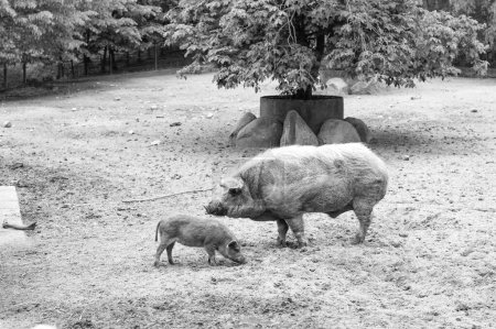 Adult and young pigs boars in farm yard outdoors.