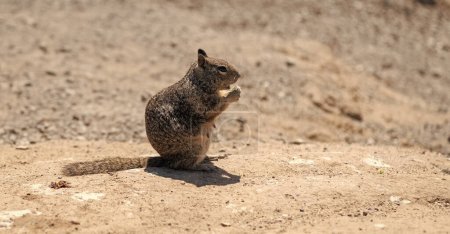 Téléchargez les photos : Fluffy ground squirrel rodent animal eating sitting on rocky soil. - en image libre de droit