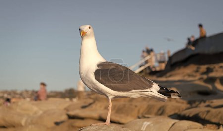 Foto de Seagull seabird larus species standing on rock natural background. - Imagen libre de derechos