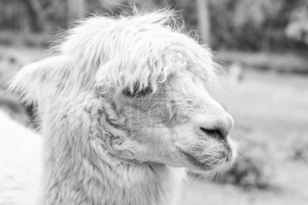 Foto de Muzzle of white lama glama lamoid animal outdoors. - Imagen libre de derechos
