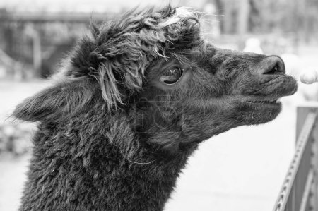 Foto de Black llama glama muzzle natural background outdoors. - Imagen libre de derechos